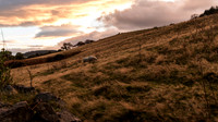 Ireland 2016